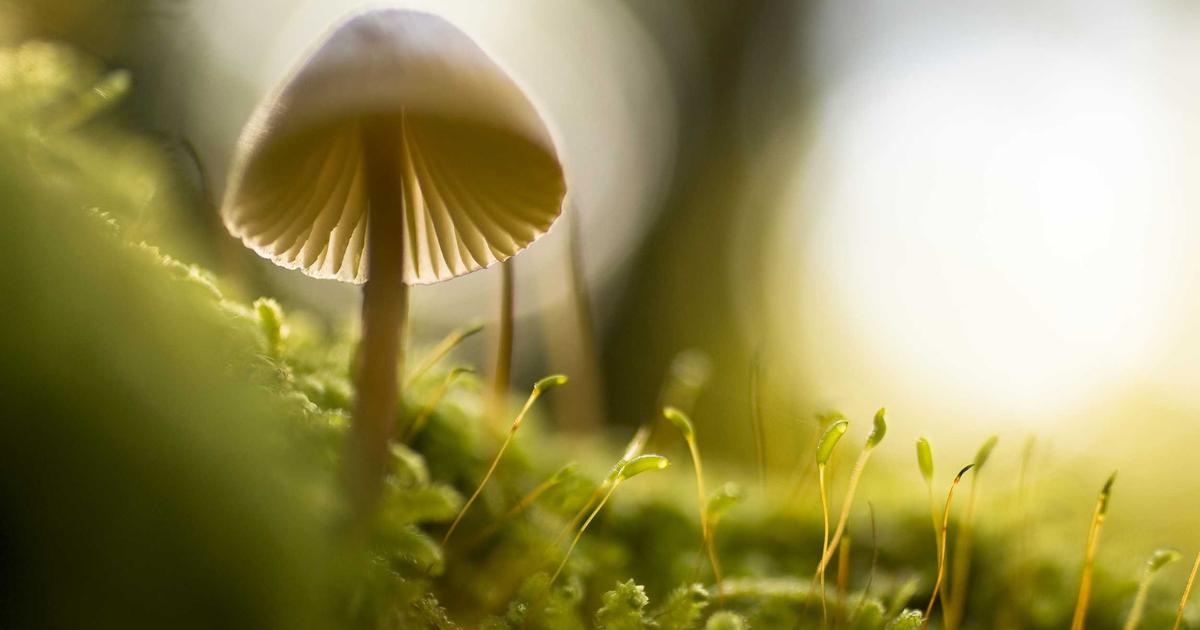 折板屋根のボルト腐食が雨漏りを招く仕組みと対策